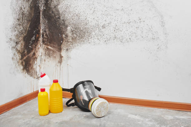 Best Mold Removal for HVAC Installations  in Hale Center, TX